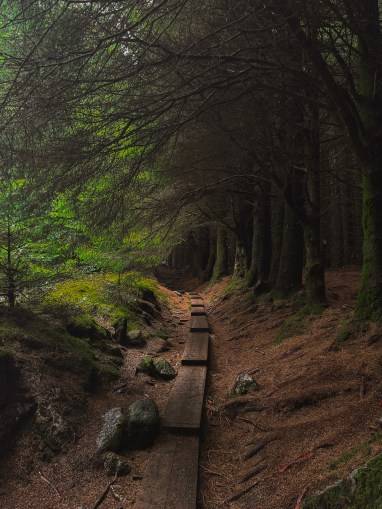 Ballinastoe Woods Walk in Ireland: A Scenic Nature Adventure