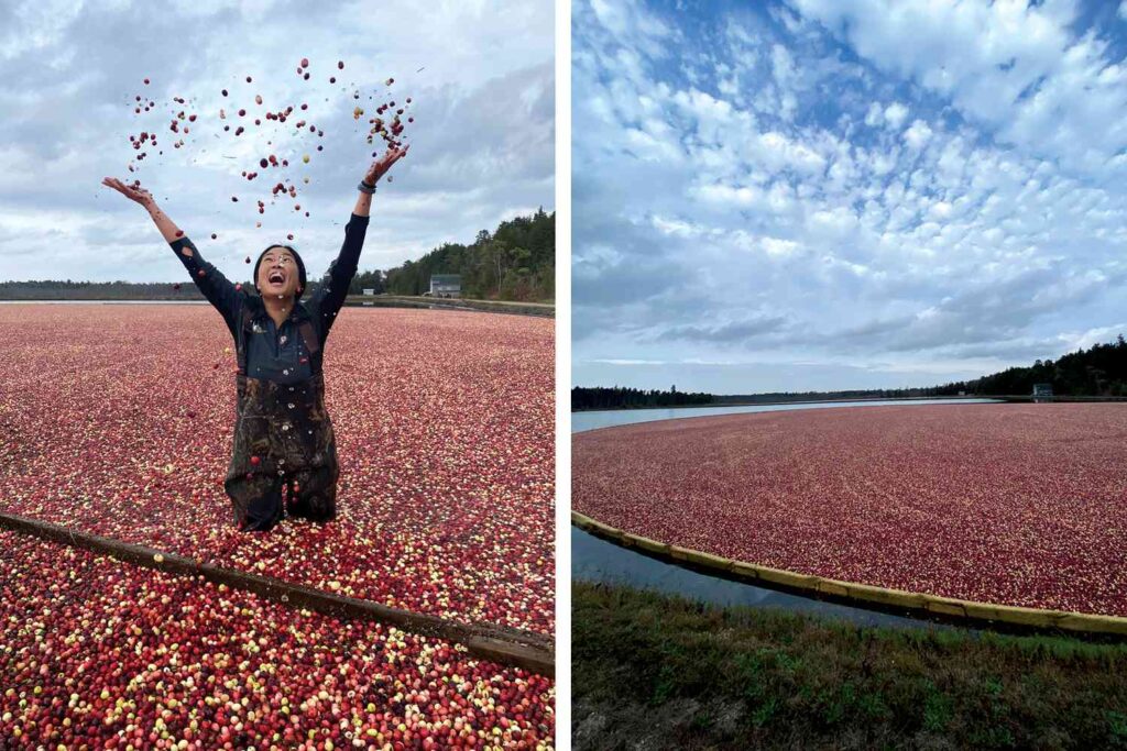 Wading in an Ocean Spray Cranberry Bog: A Unique Harvest Adventure